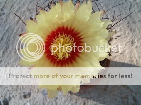 astrophytum.C..jpg